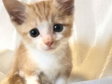 マンチカン【埼玉県・男の子・2017年7月1日・レッド&ホワイト】の写真「※特別価格！中足くん・掲載は9/6まで」