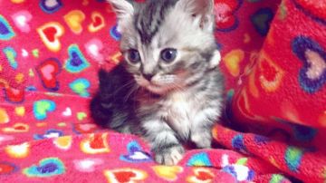 マンチカン【埼玉県・女の子・2017年2月21日・シルバーパッチドタビー（短毛）】の写真「めっちゃ可愛い超極短足ちゃん♡」