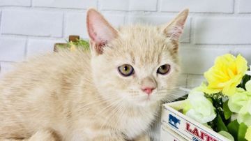 ミヌエット【埼玉県・男の子・2018年1月30日・クリーム（中毛）】の写真「ずんぐりムッくりの可愛い短足君・パパWチャンピオン」