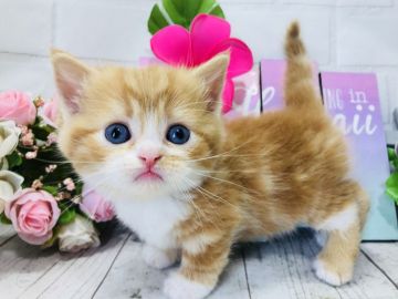 マンチカン(短足)【埼玉県・男の子・2018年7月30日・レッドタビー&ホワイト】の写真「人気のレッド＆ホワイト短足くん」