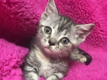 マンチカン(短足)【埼玉県・女の子・2018年1月14日・シルバーパッチドタビー】の写真「短足ちゃん♡パパWチャンピオン！即日お引渡し可能♪」