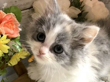 ミヌエット【埼玉県・女の子・2018年11月30日・ダイリュートキャリコ（セミロング）】の写真「お目ぱっちり可愛い短足ちゃん」