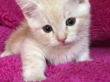 マンチカン【埼玉県・男の子・2017年9月13日・クリームタビー】の写真「すごく可愛い性格の抱っこ大好きな足短くん」