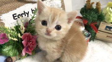 マンチカン(短足)【埼玉県・女の子・2018年11月27日・クリームタビー】の写真「可愛い薄めのレッドタビー短足ちゃん」