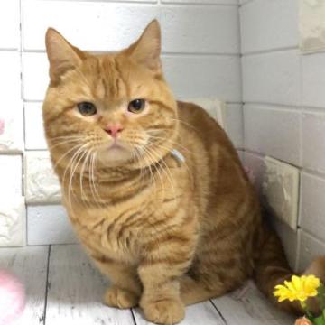 マンチカン(短足)【埼玉県・男の子・2022年4月20日・レッドタビー】の写真「まん丸お顔でめっちゃお顔も性格も可愛い短足くん」