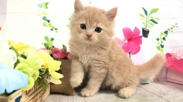 マンチカン【埼玉県・男の子・2020年5月17日・クリームタビー（セミロング）】の写真「まん丸お顔がとても可愛い長足くん♡」