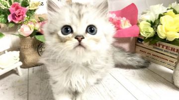 ペルシャ(チンチラ)【埼玉県・男の子・2019年5月5日・チンチラシルバー（長毛）】の写真「両親ともにPKDクリア◎パパグランドチャンピオン🏆」