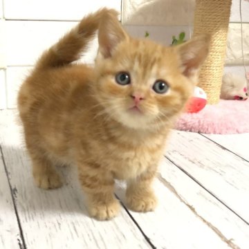 マンチカン【埼玉県・男の子・2024年4月7日・レッドタビー】の写真「お顔が可愛いお顔の短足くん♡」