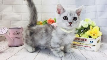 ミヌエット【埼玉県・男の子・2018年3月7日・シェーデットシルバー（長毛）】の写真「人懐こくて可愛い性格！モコモコ可愛い短足くん」