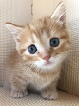 マンチカン【埼玉県・女の子・2016年10月22日・レッドタビー（短毛）】の写真「超足短のまん丸お顔の美人さん♡」