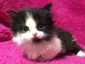 マンチカン(短足)【埼玉県・女の子・2018年2月7日・ブラック&ホワイト（ロング）】の写真「可愛い短足ちゃん♡パパダブルチャンピオンです♡」