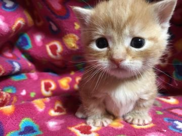 マンチカン【埼玉県・女の子・2017年2月17日・レッドタビー（短毛）】の写真「まん丸お顔の可愛い極短足の女の子♡Y」