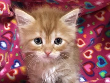 マンチカン【埼玉県・男の子・2017年5月1日・レッドタビー&ホワイト（長毛(ロングコート)）】の写真「ロングコートの足短の男の子6/20までの掲載です」