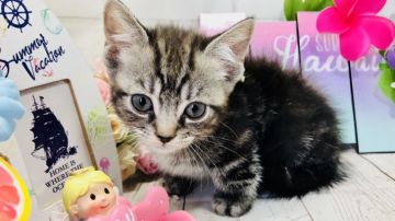 マンチカン(短足)【埼玉県・男の子・2018年5月22日・シルバータビー】の写真「お目目ぱっちりの可愛い短足くん」