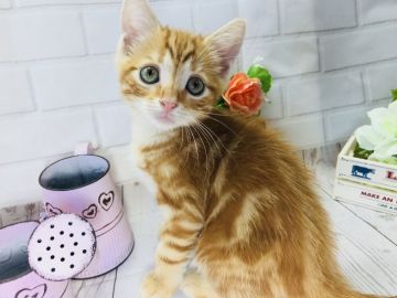 マンチカン(長足)【埼玉県・男の子・2018年3月20日・レッドタビー】の写真「とても人懐こくで性格の可愛い長足くん♡」