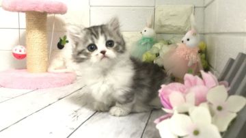 ミヌエット【埼玉県・男の子・2022年3月19日・シェーデットシルバー&ホワイト（セミロング）】の写真「お目目大きくとても可愛いふわふわの極極短足くん」