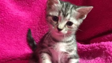 マンチカン【埼玉県・女の子・2017年8月10日・シルバーパッチドタビー】の写真「10/3までの掲載です※期間限定特別価格！」