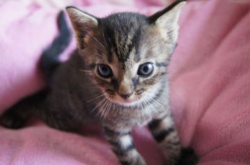 マンチカン【埼玉県・男の子・2016年8月12日・ブラウンタビー】の写真「クリクリお目目の足長くんです」