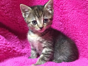 マンチカン(長足)【埼玉県・女の子・2017年12月20日・ブラウンパッチドタビー】の写真「タレ目が可愛い長足ちゃん」