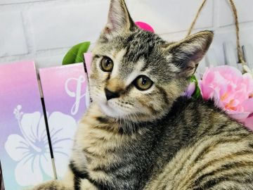 マンチカン(長足)【埼玉県・女の子・2018年4月27日・ブラウンパッチドタビー】の写真「ゴロゴロ喉鳴らす人懐こい可愛い抱っこ大好き♡」