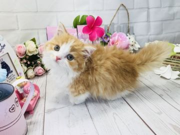 マンチカン(短足)【埼玉県・女の子・2018年5月14日・レッドタビー&ホワイト（長毛）】の写真「極短足ふわふわモコモコの可愛い女の子❤️」