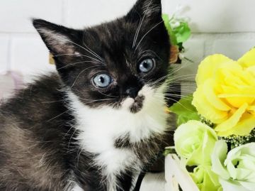 マンチカン(長足)【埼玉県・女の子・2018年3月20日・ブラックスモーク&ホワイト クリームポイント】の写真「おちょぼ口な感じで可愛い長足ちゃん」