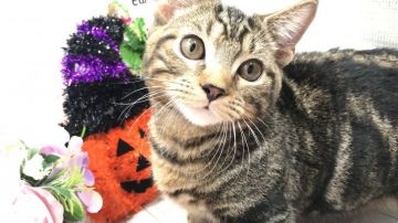 マンチカン(短足)【埼玉県・男の子・2018年5月22日・ブラウンタビー】の写真「性格抜群に可愛い・甘えん坊が好きな方へ♡」