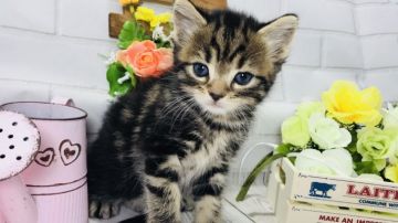 マンチカン(長足)【埼玉県・男の子・2018年3月22日・ブラウンタビー】の写真「可愛いお顔の濃いめのブラウン長足くん」