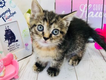 マンチカン(短足)【埼玉県・女の子・2018年5月22日・ブラウンパッチドタビー】の写真「可愛いです」