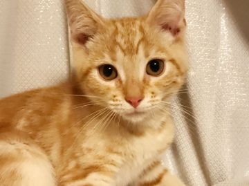 マンチカン【埼玉県・男の子・2017年4月5日・レッドタビー（短毛）】の写真「とにかく人懐こい可愛い性格の長足くん即日引渡し可能」