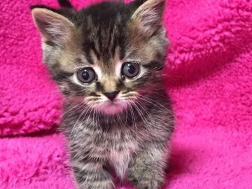 マンチカン【埼玉県・男の子・2017年10月21日・ブラウンタビー】の写真「お目目クリクリの可愛い足短くん」