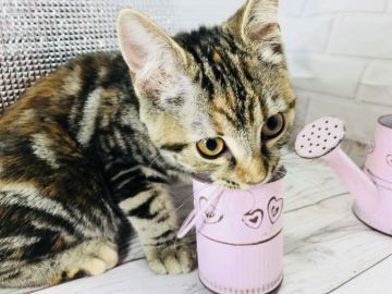 マンチカン(長足)【埼玉県・女の子・2017年12月20日・ブラウンパッチドタビー】の写真「可愛い人懐こい長足ちゃん☆即日お引渡し可能です」