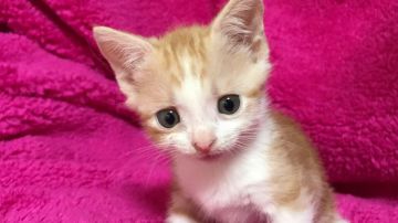 マンチカン【埼玉県・男の子・2017年9月23日・レッド&ホワイト】の写真「とっても可愛い中短足くん」