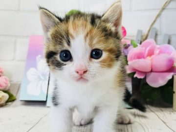マンチカン(短足)【埼玉県・女の子・2018年6月21日・キャリコ】の写真「まん丸お顔の明るいキャリコの中足ちゃん」