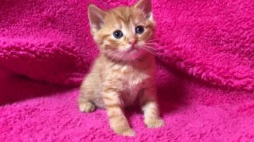 マンチカン(長足)【埼玉県・女の子・2018年1月13日・レッドタビー】の写真「人気のレッドの足長ちゃん パパWチャンピオン」