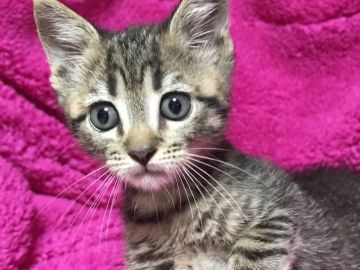 マンチカン【埼玉県・男の子・2017年6月11日・ブラウンタビー（短毛）】の写真「人懐こい長足くん※」