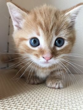 マンチカン【埼玉県・男の子・2016年10月22日・レッドタビー（短毛）】の写真「超足短のまん丸お顔の男の子」