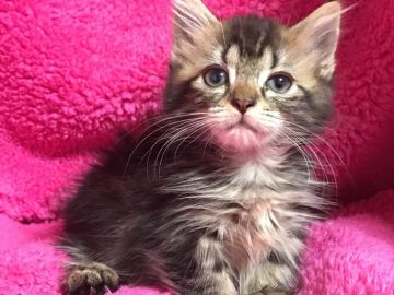 マンチカン【埼玉県・女の子・2017年6月25日・ブラウンパッチドタビー（セミロング）】の写真「タレ目の可愛い足短ちゃん」