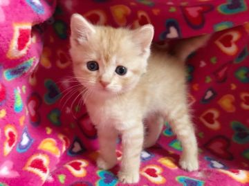 マンチカン【埼玉県・女の子・2017年2月20日・クリームタビー（短毛）】の写真「人気の可愛いクリームタビーちゃん❤️」