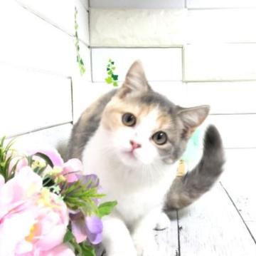 マンチカン【埼玉県・女の子・2022年9月15日・ダイリュートキャリコ】の写真「まん丸お顔で人懐こくとても可愛い長足ちゃん♡」