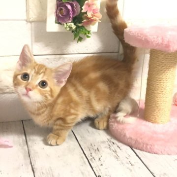 マンチカン(短足)【埼玉県・女の子・2024年5月12日・レッドタビー】の写真「可愛い短足ちゃん🩷間も無く販売終了です。」