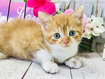 マンチカン(長足)【埼玉県・男の子・2018年6月11日・レッド&ホワイト】の写真「まん丸お顔でムチムチボディの可愛い長足くん」