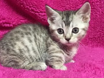 マンチカン【埼玉県・女の子・2017年11月3日・シルバーパッチドタビー】の写真「可愛いお顔の極短足ちゃん12/27迄掲載」