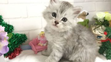 ミヌエット【埼玉県・男の子・2018年10月30日・チンチラシルバー（ロングコート）】の写真「お目目クリックリの可愛い長足くん12/27迄の販売」