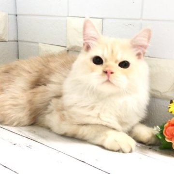 マンチカン【埼玉県・男の子・2023年4月2日・クリームタビー（セミロング）】の写真「人懐こくでとにかく性格もお顔も可愛い長足くん♡」