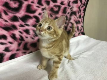 マンチカン【埼玉県・男の子・2017年4月6日・レッドタビー（短毛）】の写真「まん丸お顔の可愛い男の子 特別価格！早い者勝ち」