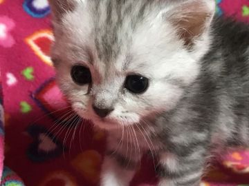 マンチカン【埼玉県・男の子・2017年6月13日・シルバータビー】の写真「おっとりなとにかく可愛いお顔の長足くん♡」