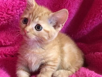 マンチカン【埼玉県・女の子・2017年7月12日・レッドタビー】の写真「とても人懐つこい可愛い足短ちゃんです\♡/」