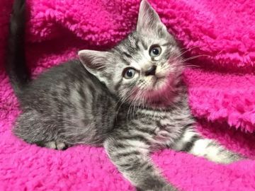 マンチカン(長足)【埼玉県・男の子・2018年1月3日・シルバータビー】の写真「※2/28迄の掲載！長足くん☆パパWチャンピオン」