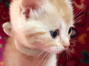 マンチカン【埼玉県・女の子・2017年2月20日・クリームタビー（短毛）】の写真「パッチリお目での可愛い子　K」